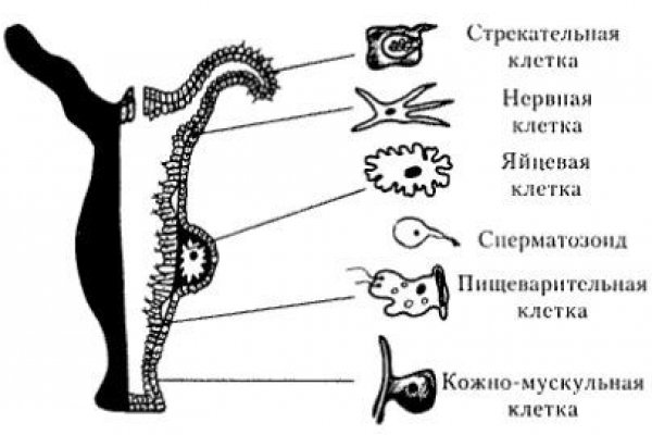 Кракен зеркало onion